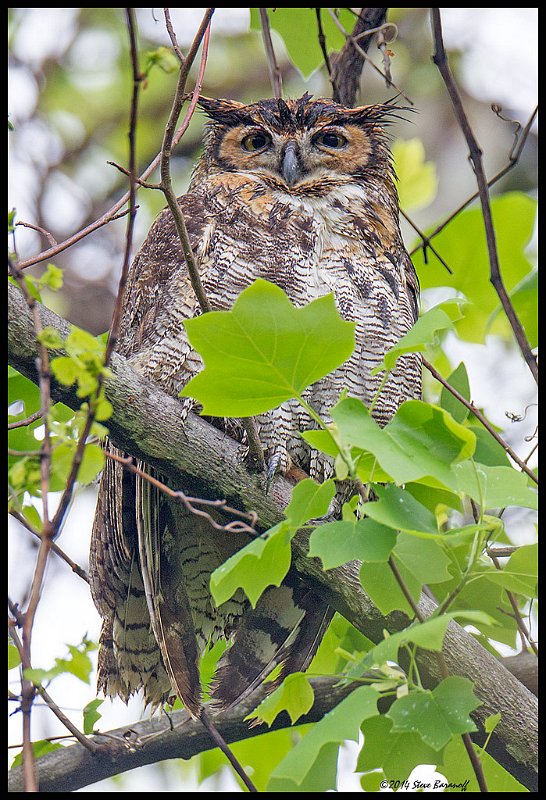 _4SB2513 great-horned owl.jpg